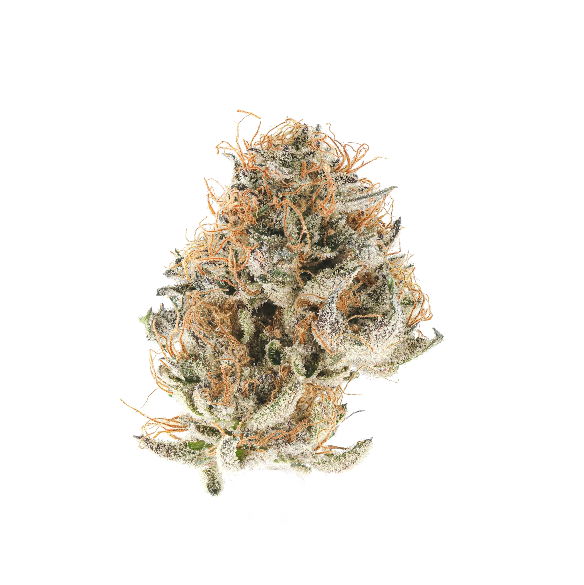 Blue Champagne