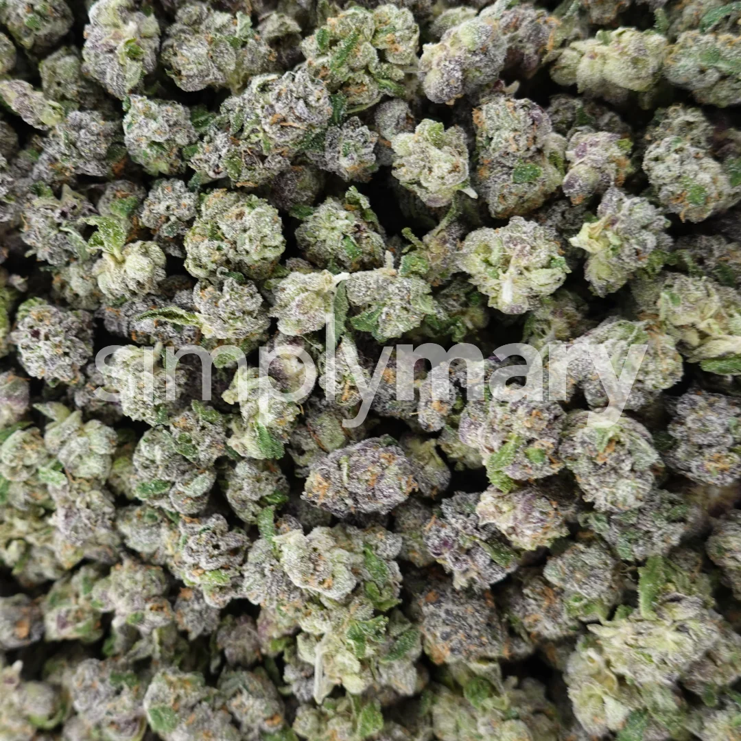Blue Zootiez Smalls - Image 2