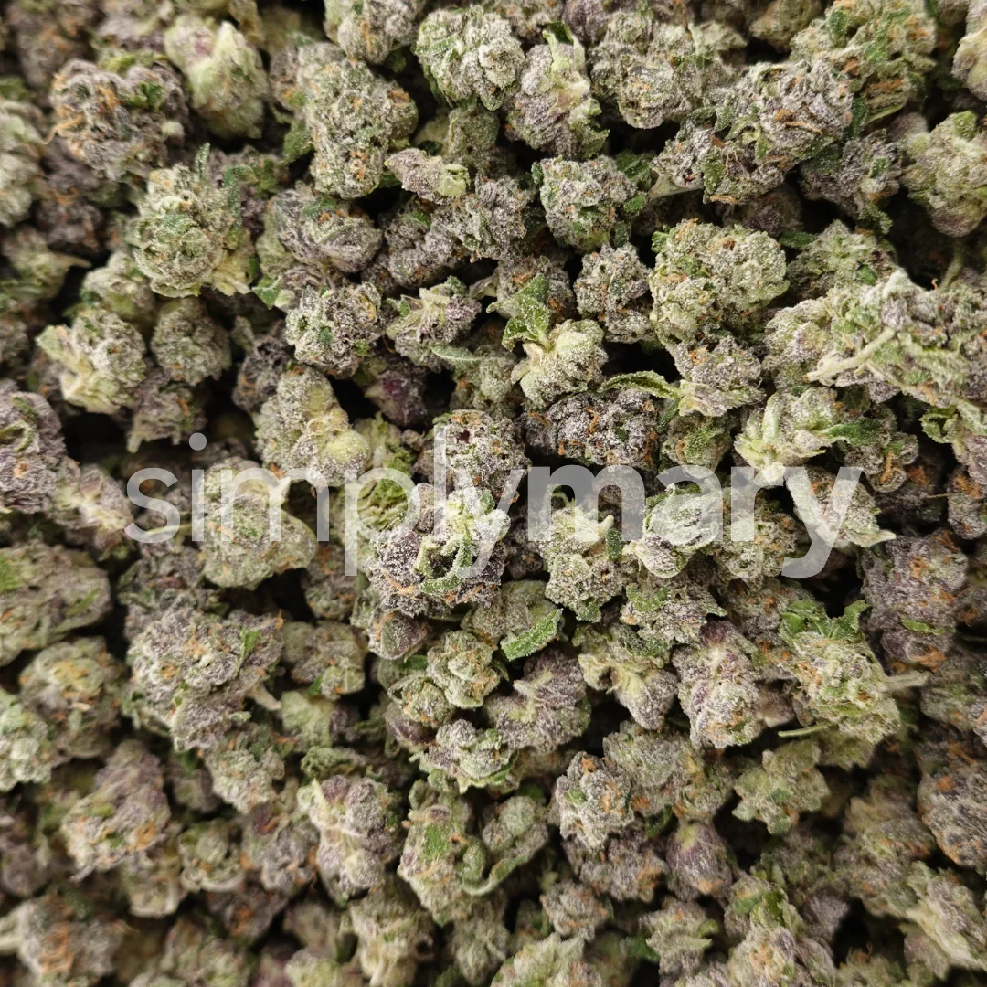 Blue Zootiez Smalls - Image 3