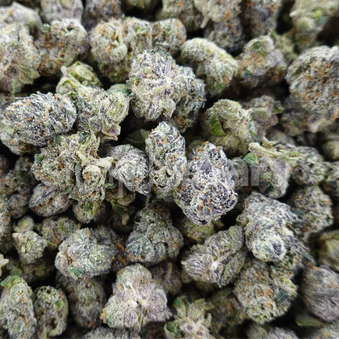 Bubblegum Gelato Smalls - Image 3