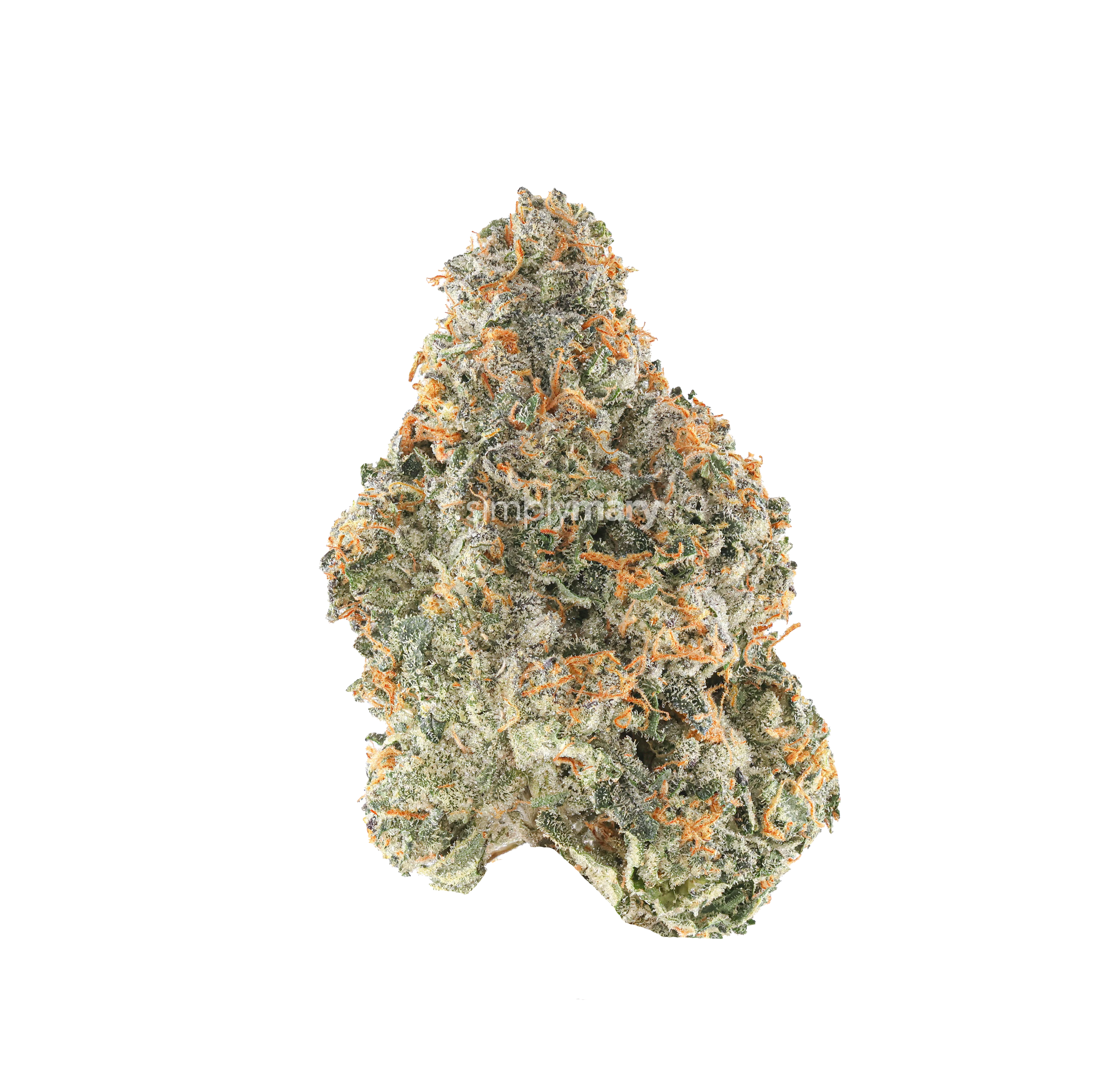 Gelato 41