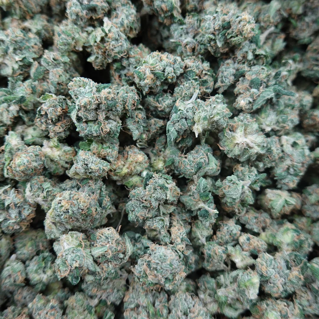 Giraffe Gelato Smalls - Image 2