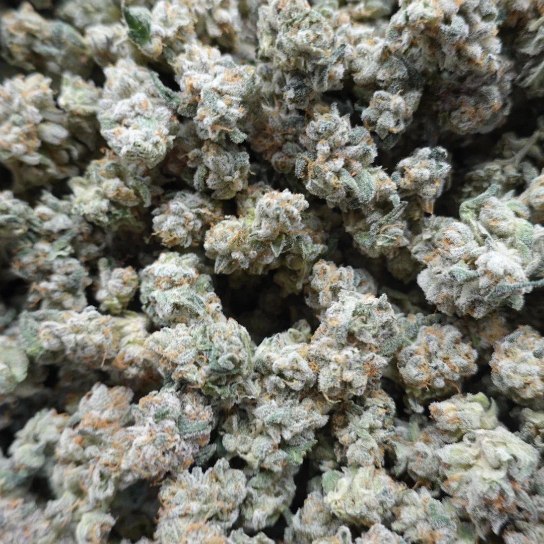 Lemon Drop Smalls - Image 3