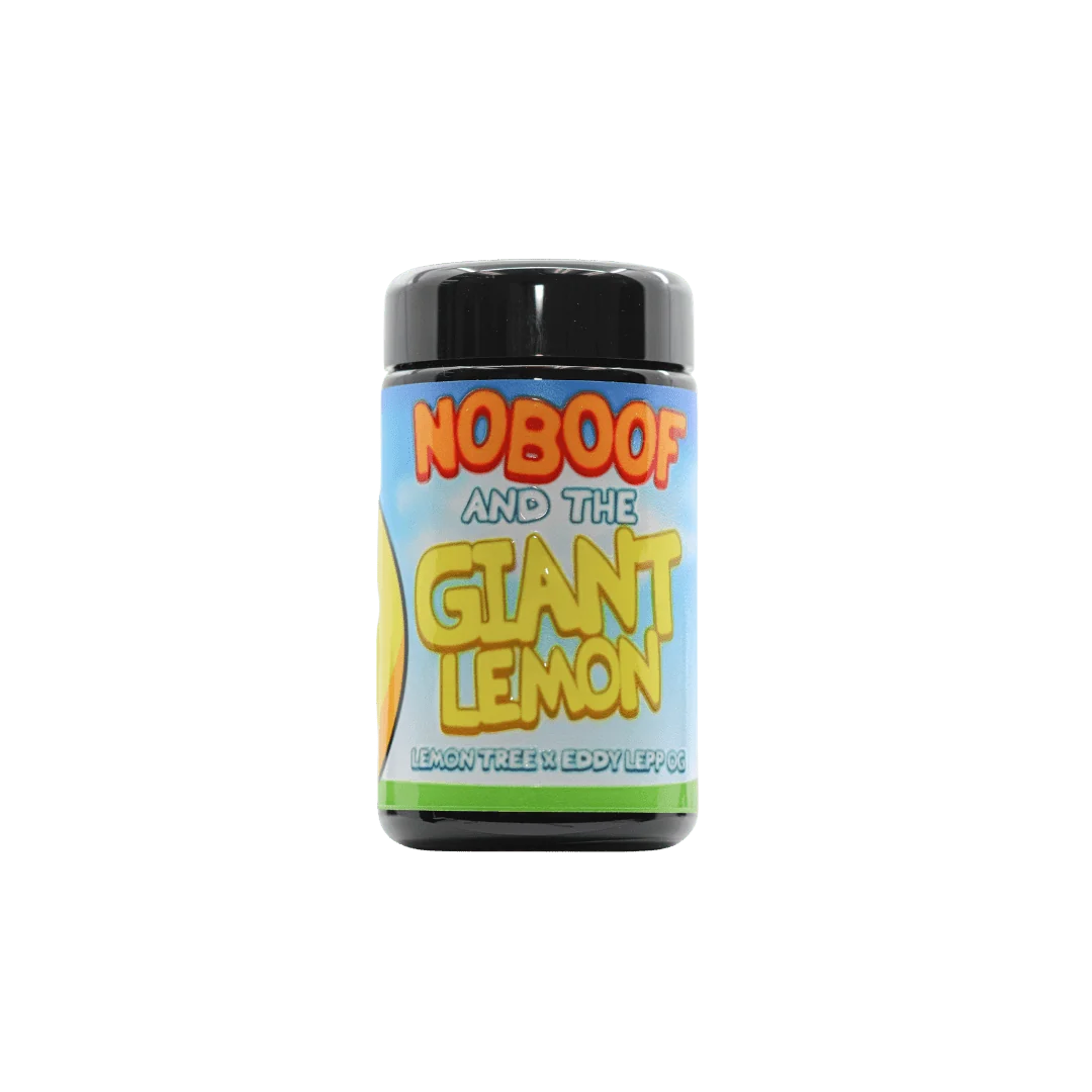 No Boof & The Giant Lemon - Image 2