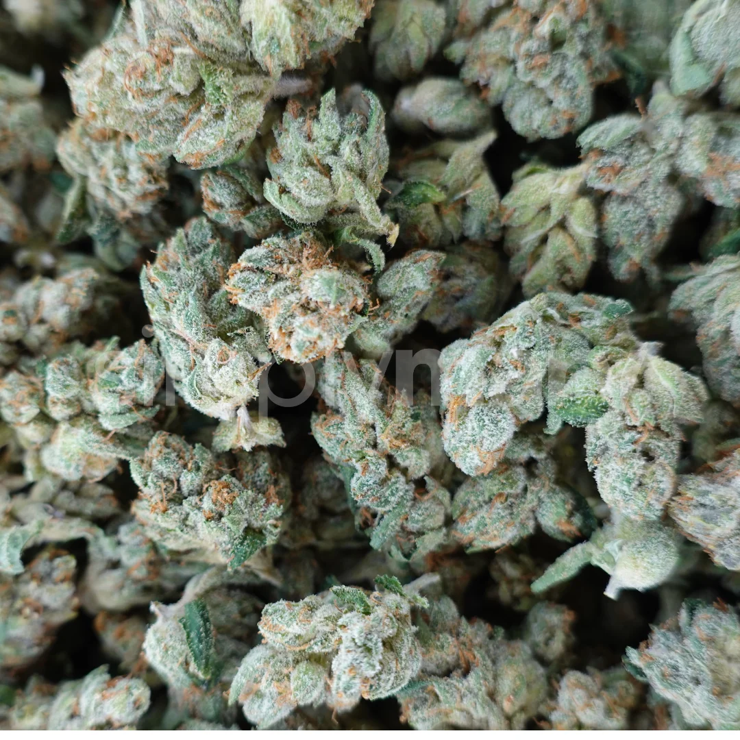 SFV OG Smalls - Image 2