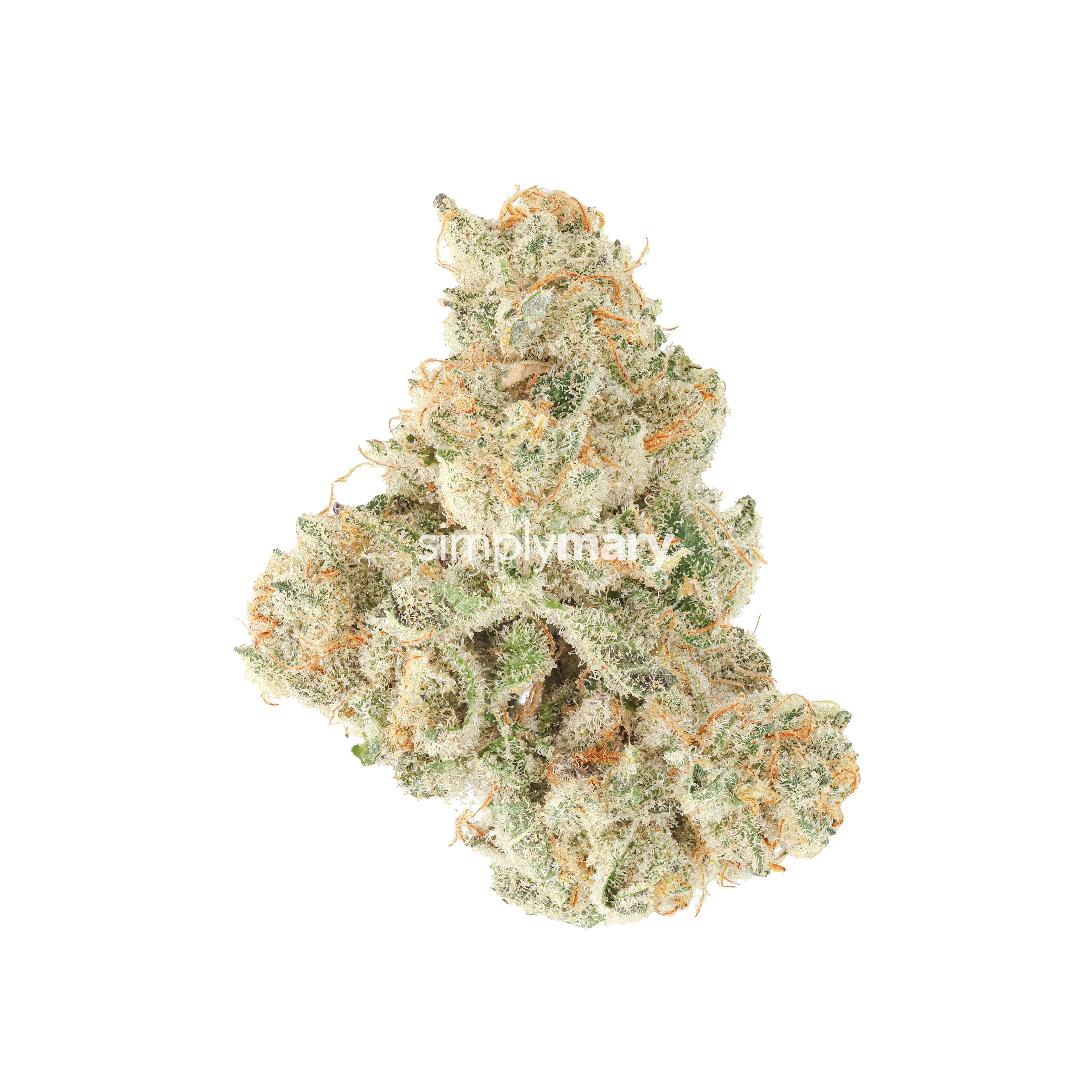 Skunk