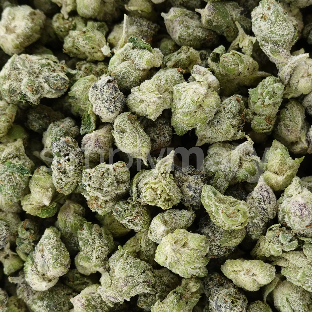 White Zlurpee Smalls - Image 3